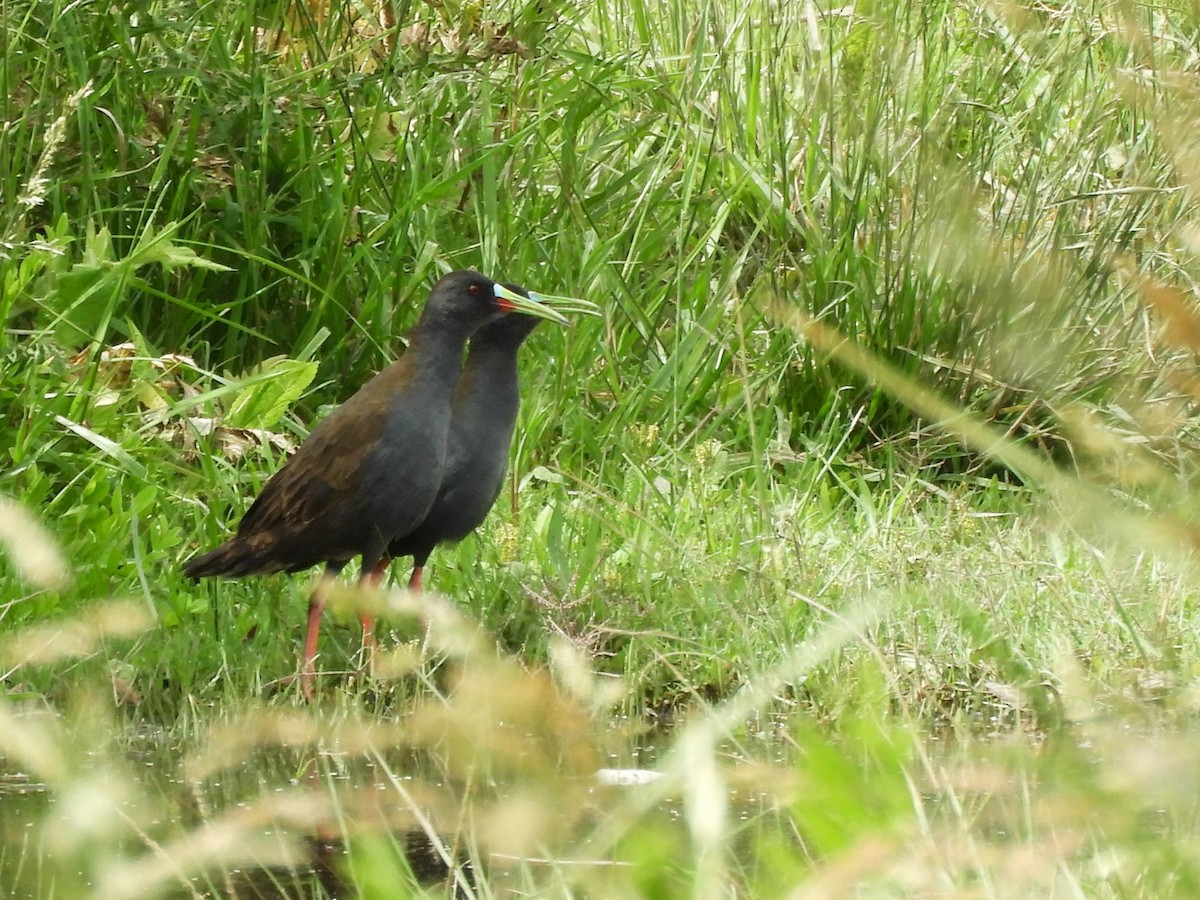 Свинцовая галлинета - ML646578449