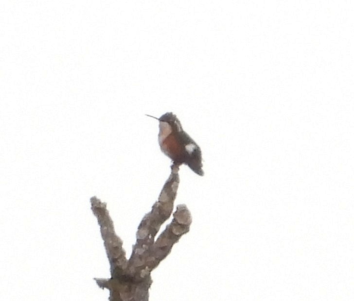 Ak Göbekli Ormanyıldızı - ML646578452