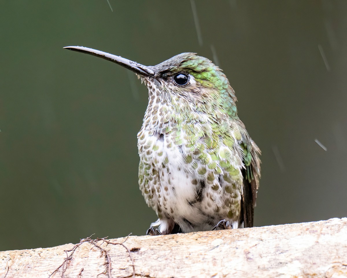 Many-spotted Hummingbird - ML646578461