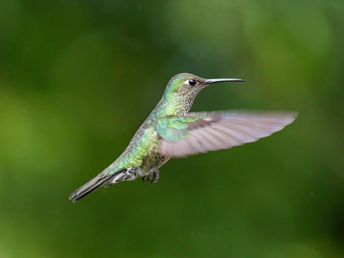 Many-spotted Hummingbird - ML646578462
