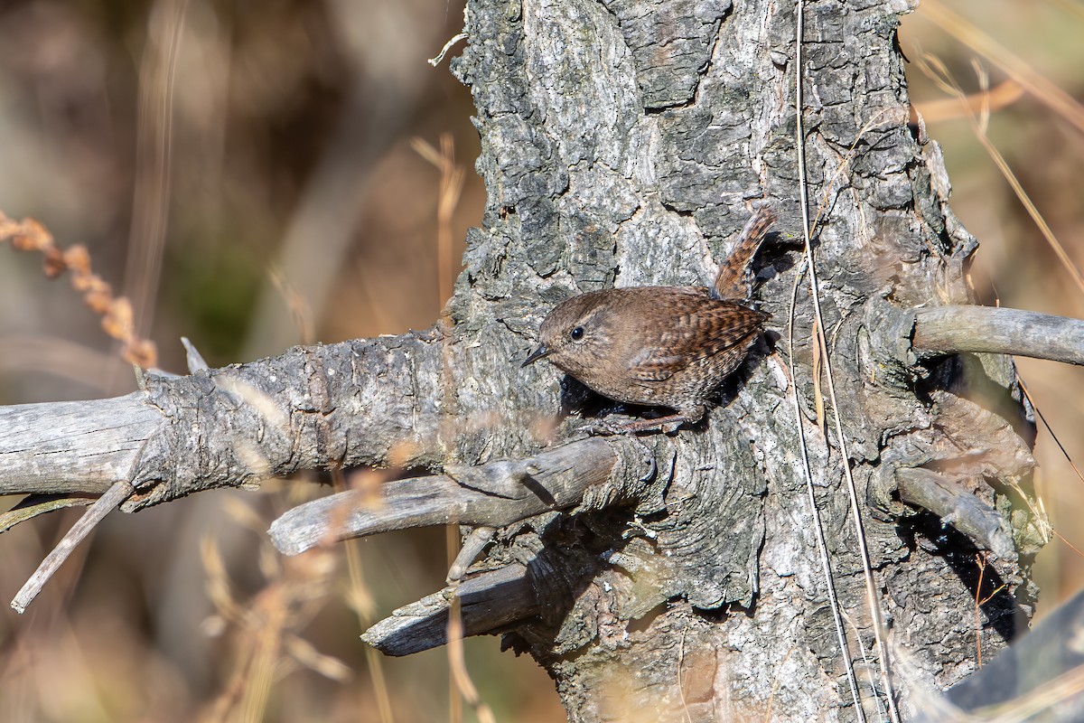 Eurasian Wren - ML646578463