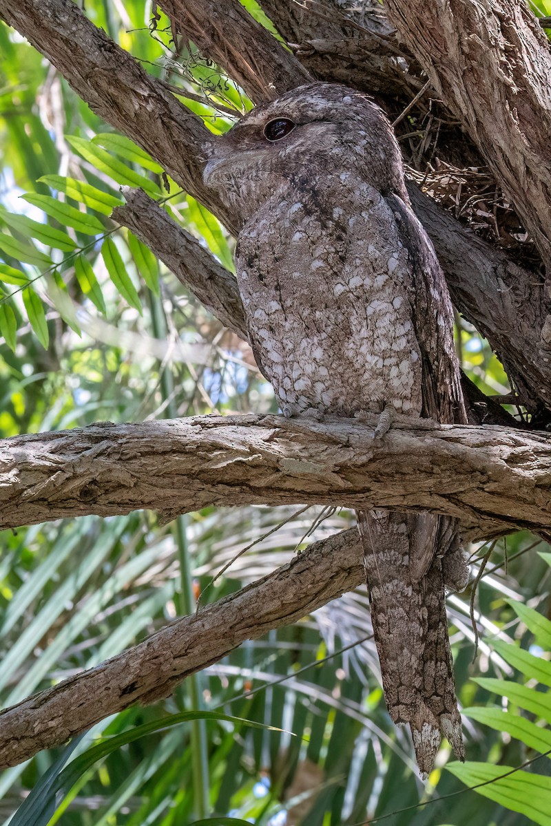 Papuan Frogmouth - ML646578475