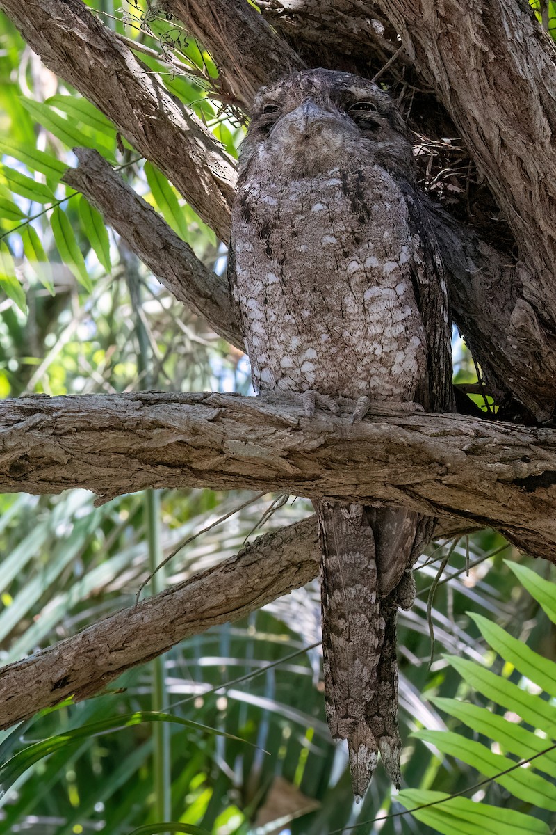 Papuan Frogmouth - ML646578476