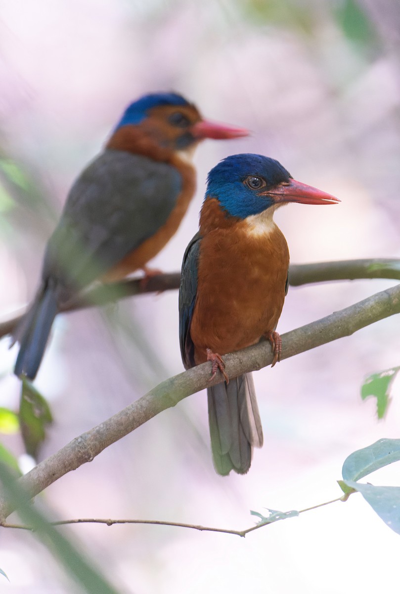 Green-backed Kingfisher (Blue-headed) - ML646578481