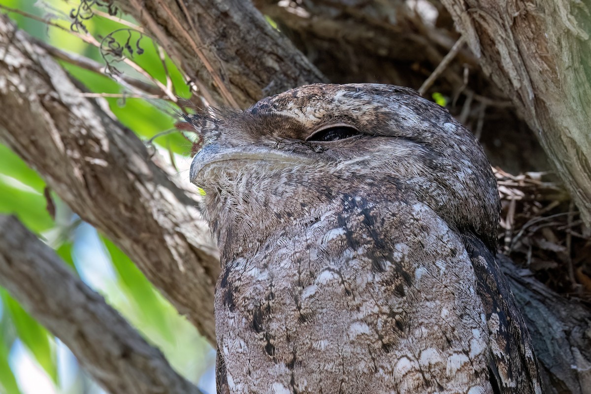 Papuan Frogmouth - ML646578482