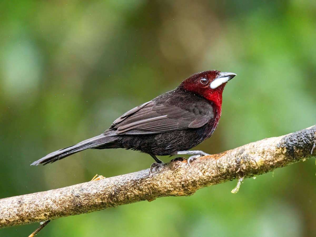 Silver-beaked Tanager - ML646578490