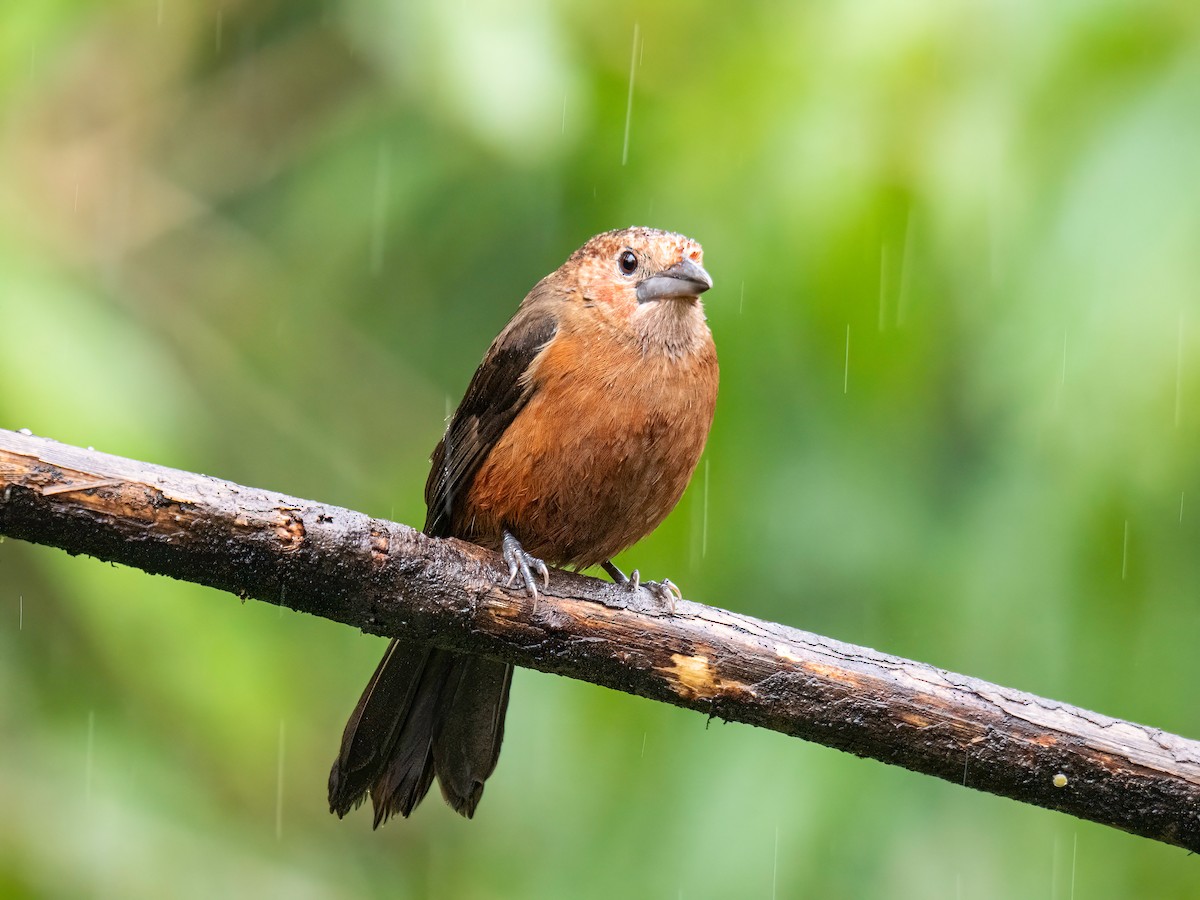 Silver-beaked Tanager - ML646578491