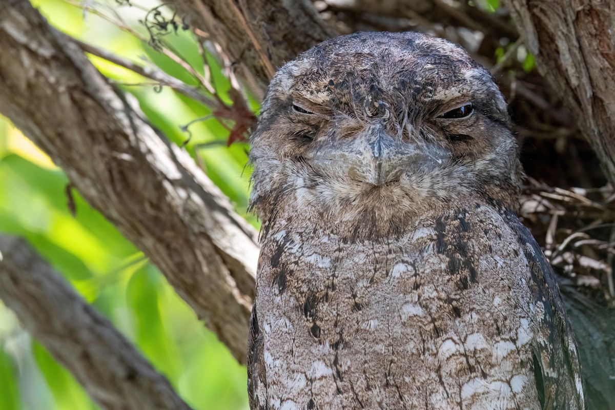 Papuan Frogmouth - ML646578492