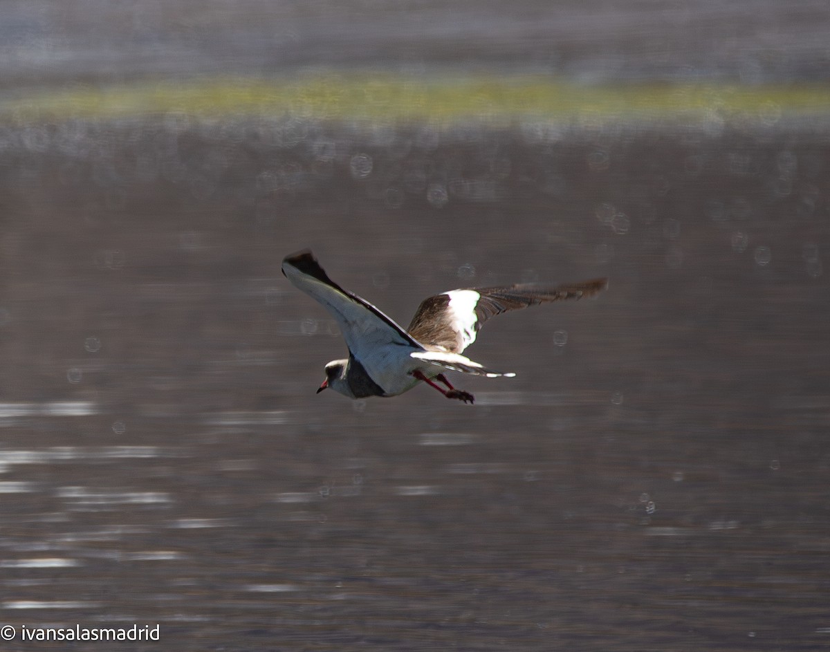 Andean Lapwing - ML646578494