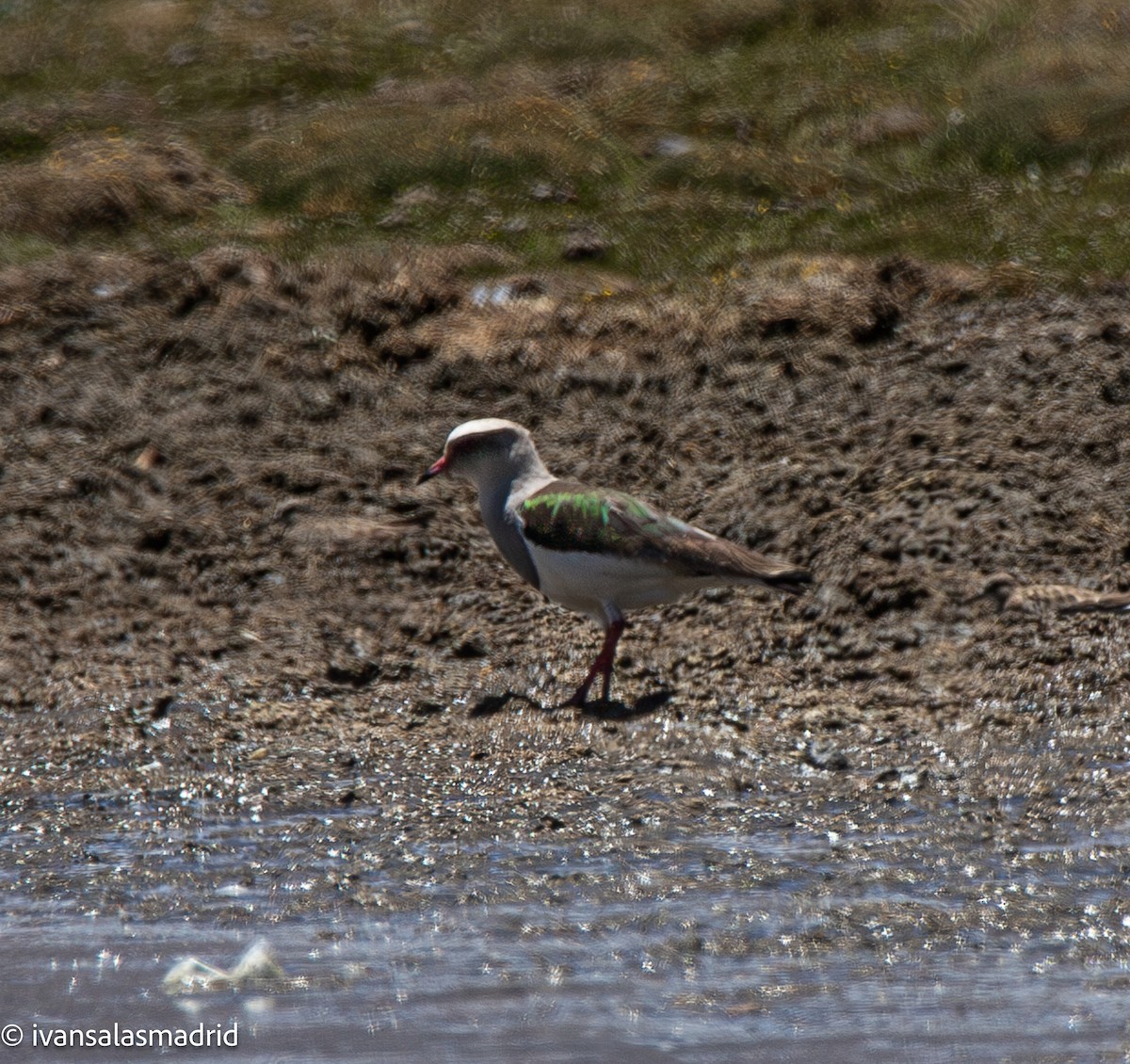 Andean Lapwing - ML646578495