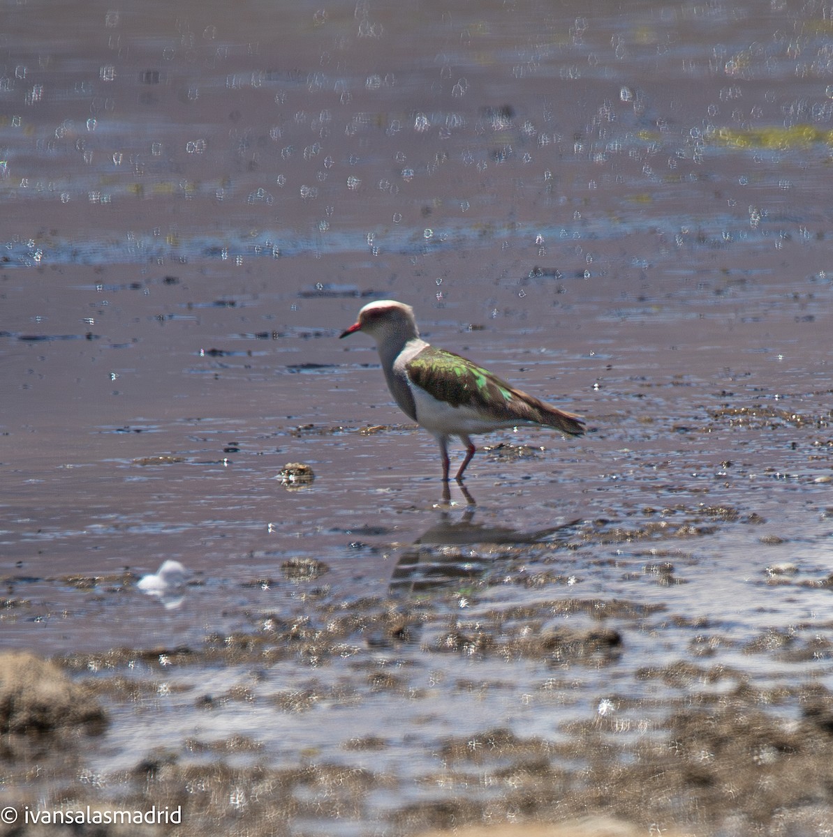 Andean Lapwing - ML646578496