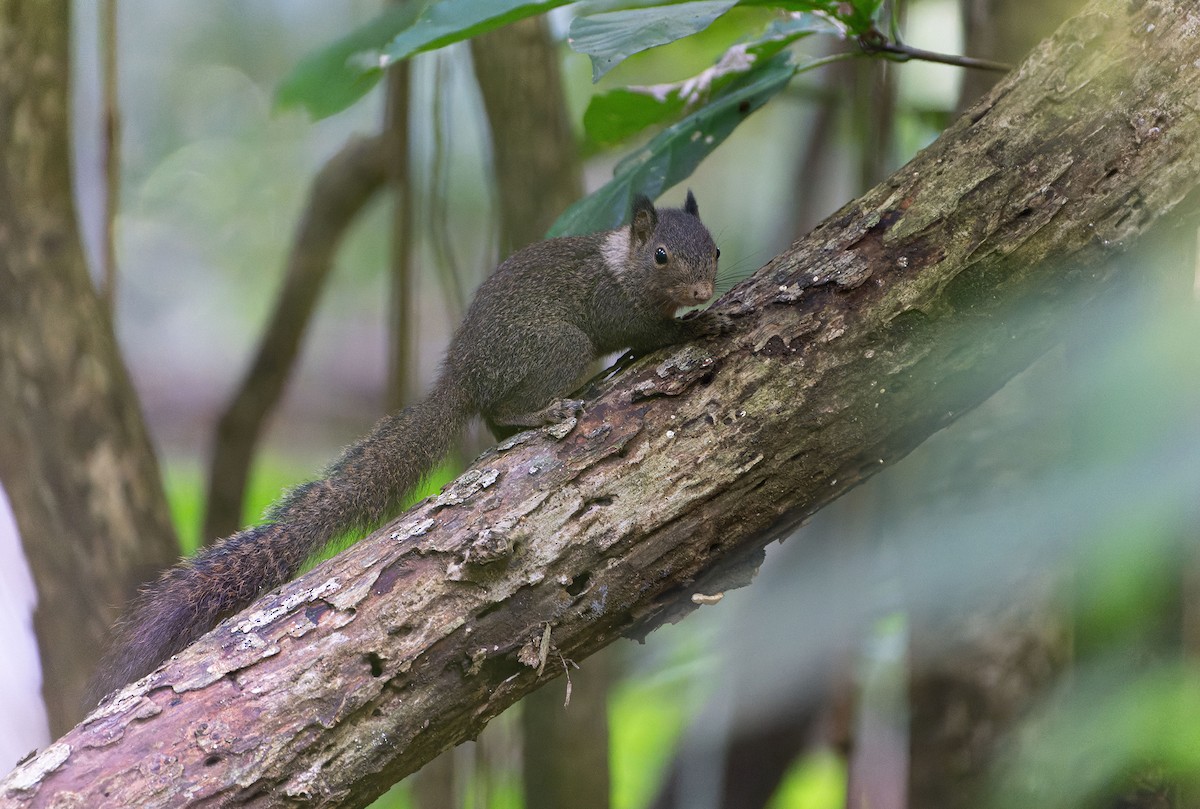 Whitish Dwarf Squirrel - ML646578497