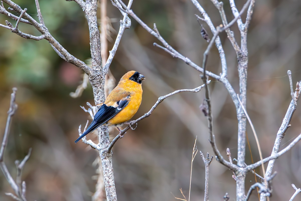 Orange Bullfinch - ML646578514
