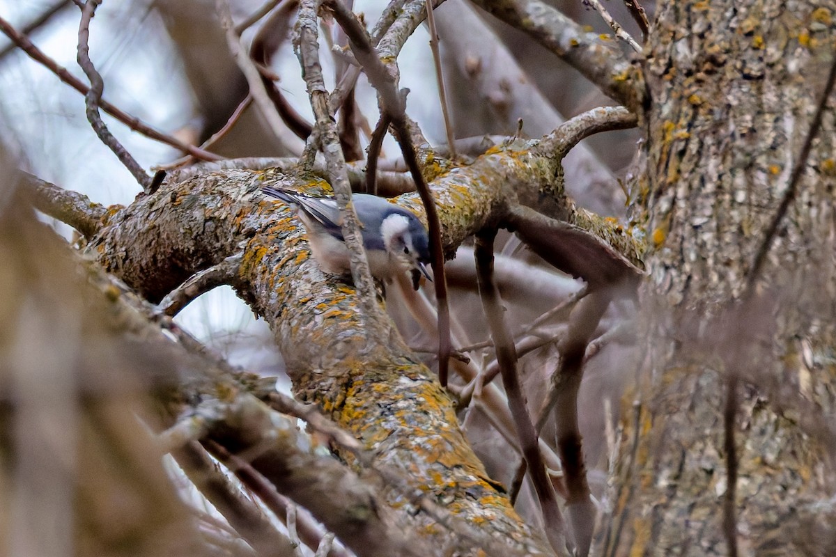 White-breasted Nuthatch - ML646578515