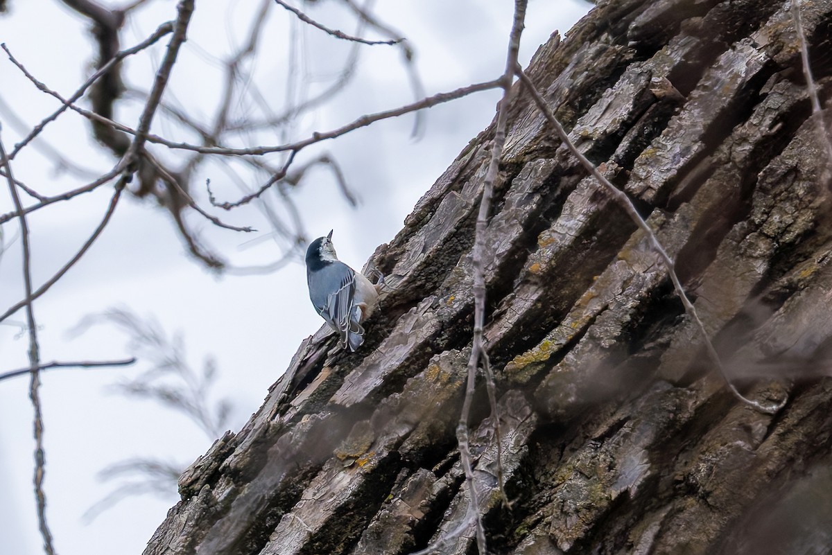 White-breasted Nuthatch - ML646578516