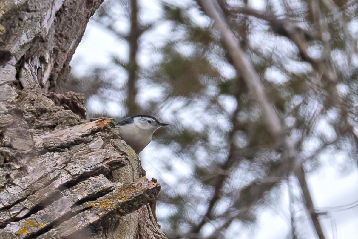 White-breasted Nuthatch - ML646578517