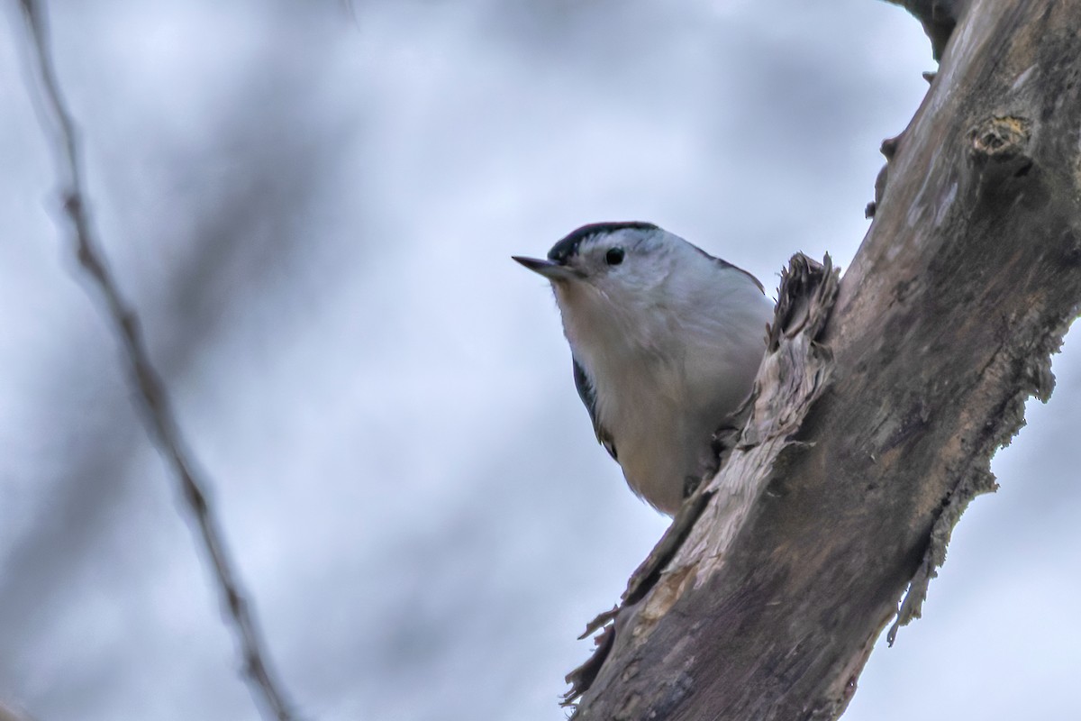 White-breasted Nuthatch - ML646578518
