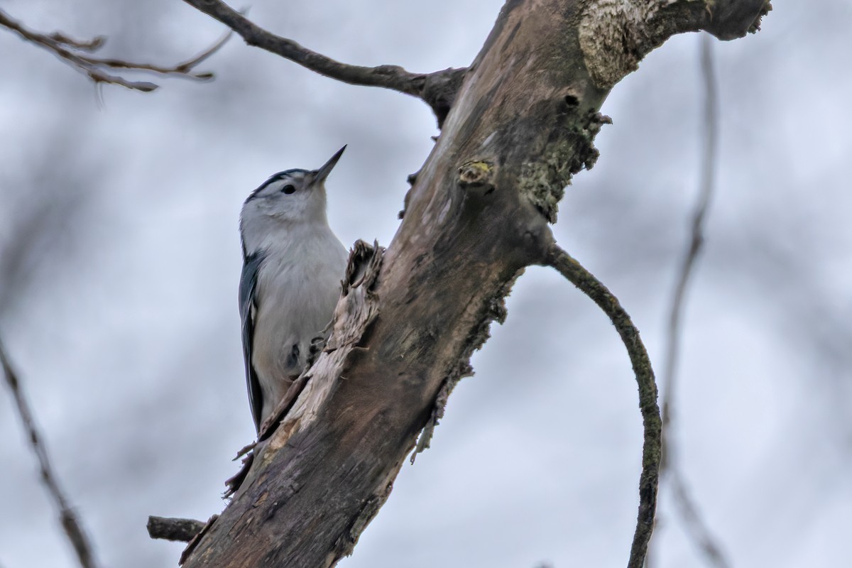 White-breasted Nuthatch - ML646578519