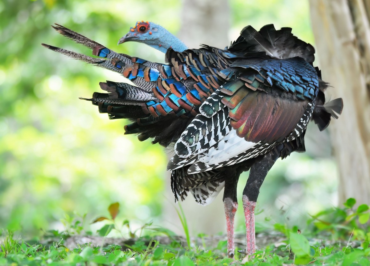 Ocellated Turkey - ML646578522