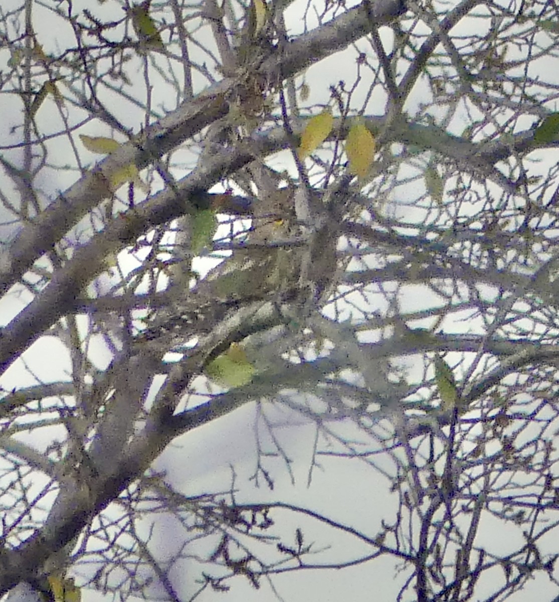 Pearl-spotted Owlet - ML646578523