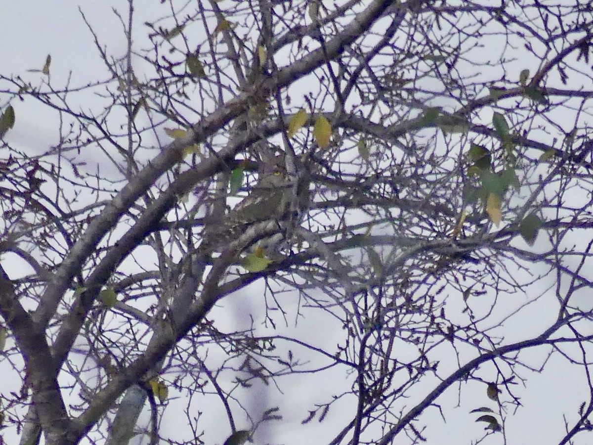 Pearl-spotted Owlet - ML646578524