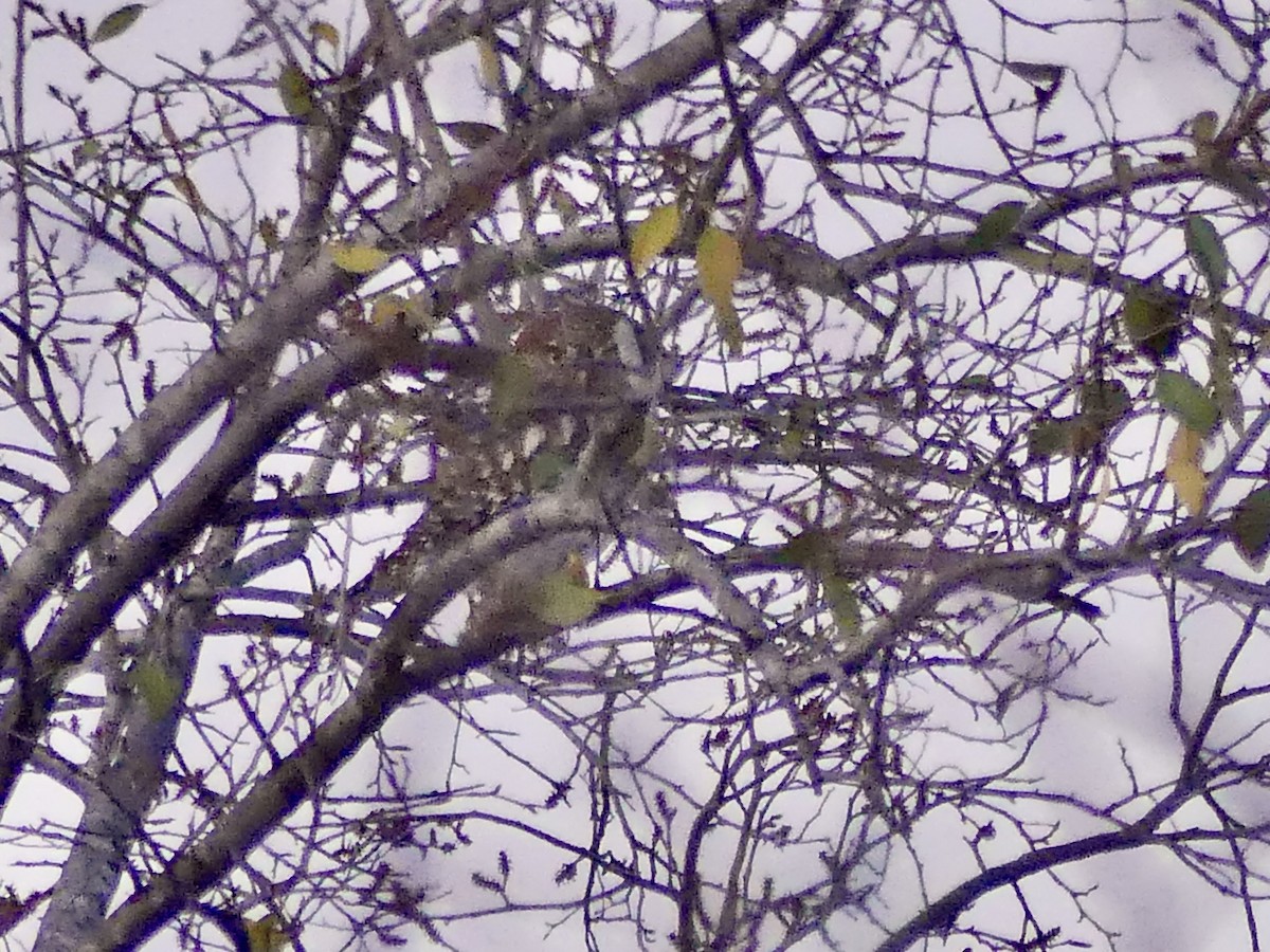 Pearl-spotted Owlet - ML646578525