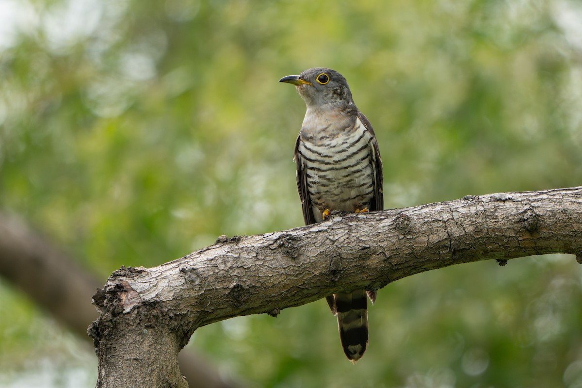 Indian Cuckoo - ML646578527