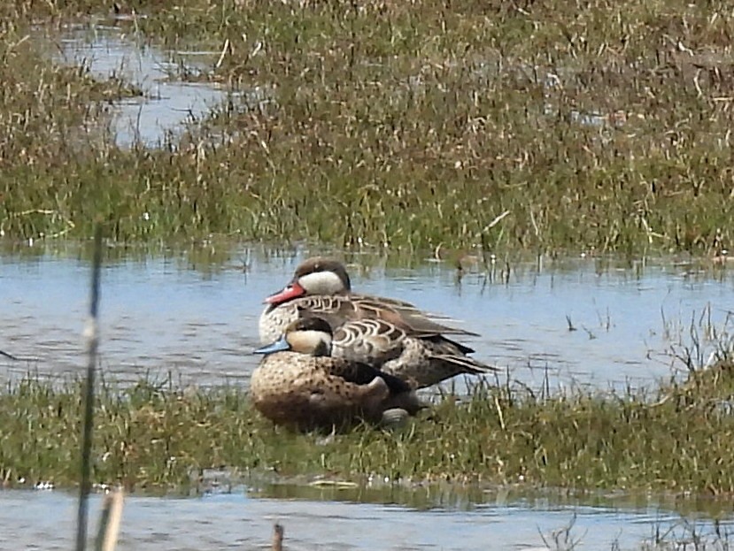 Red-billed Duck - ML646578530