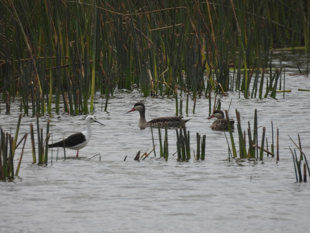 Red-billed Duck - ML646578534