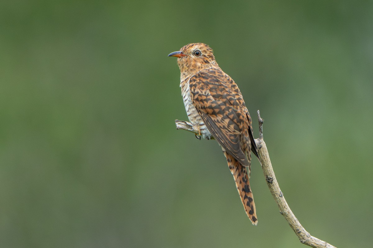Plaintive Cuckoo - ML646578536