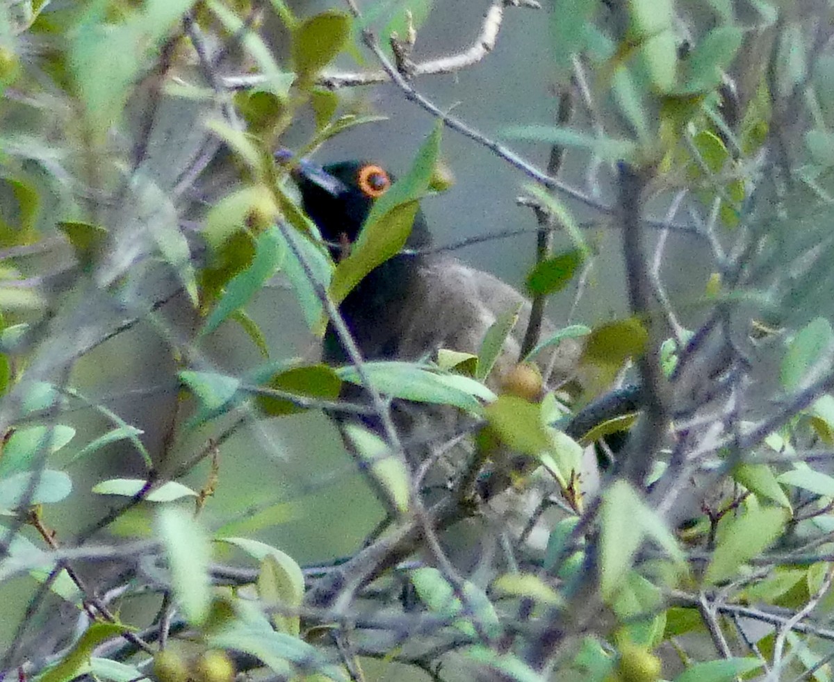 Black-fronted Bulbul - ML646578537