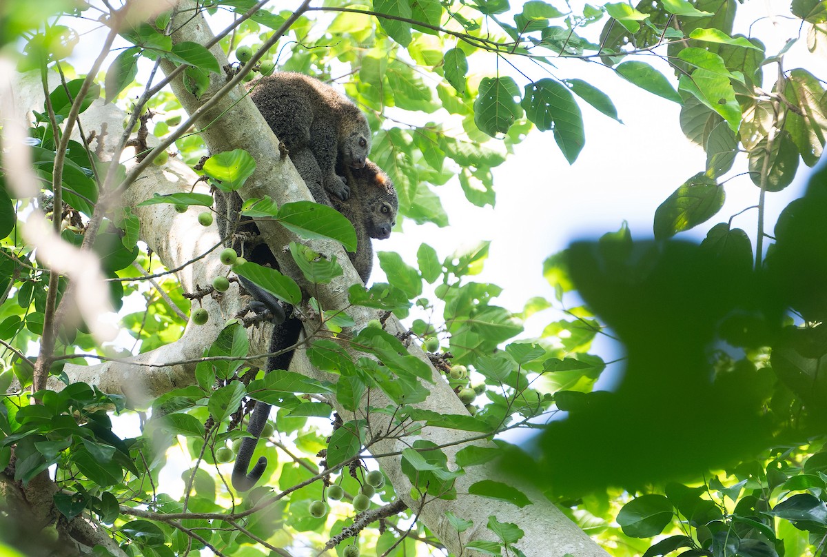 Sulawesi Bear Cuscus - ML646578538