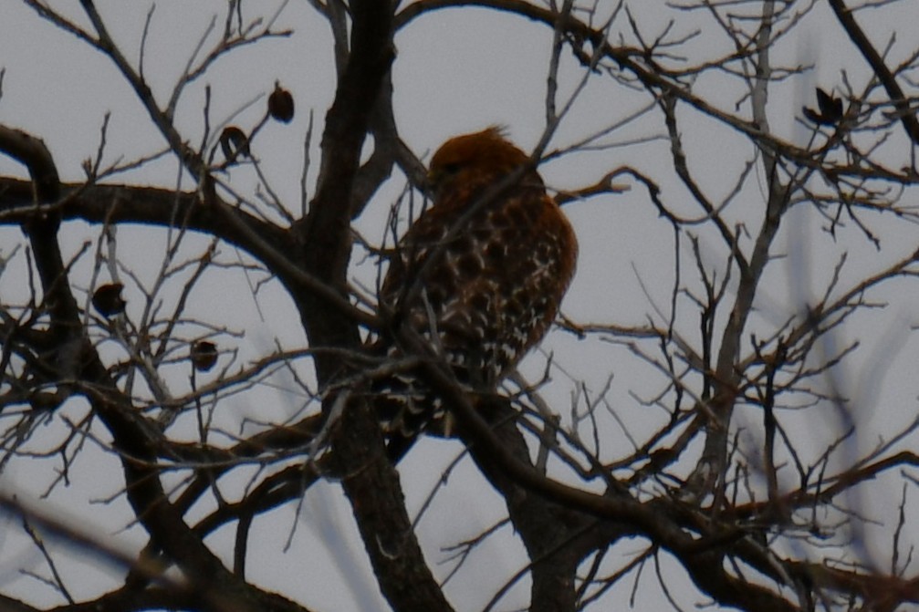 Red-shouldered Hawk - ML646578539