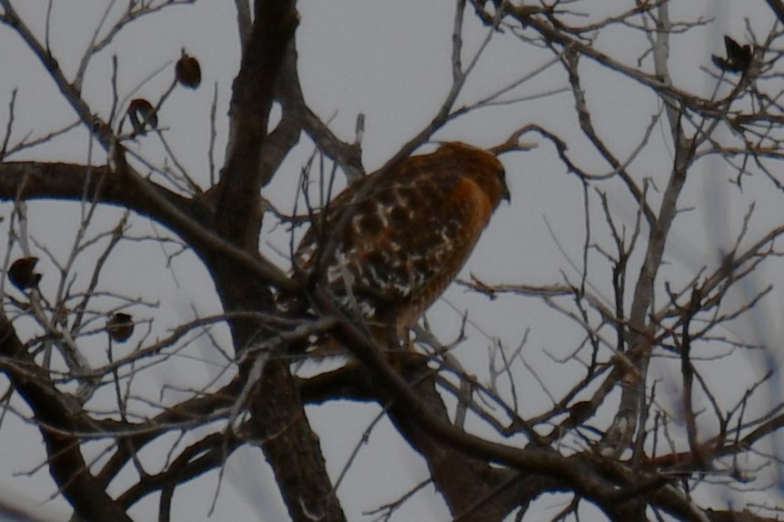 Red-shouldered Hawk - ML646578540