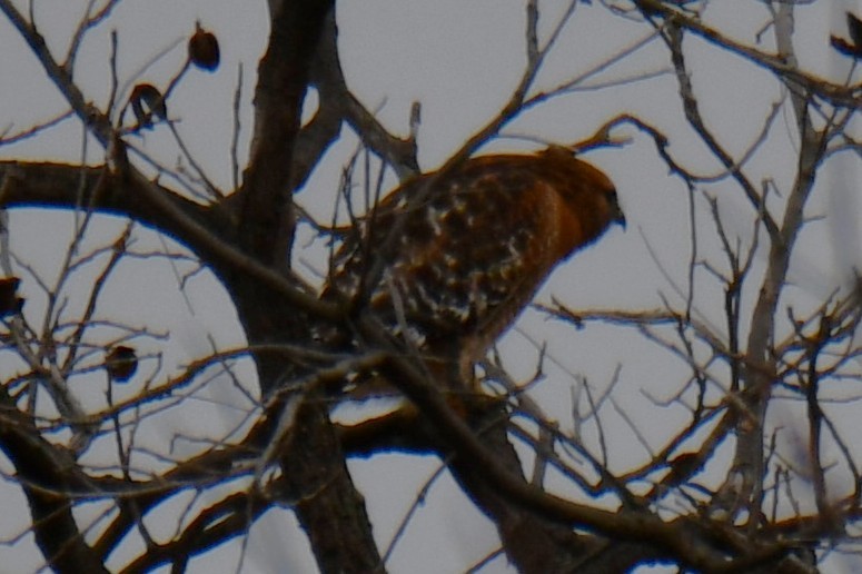 Red-shouldered Hawk - ML646578541