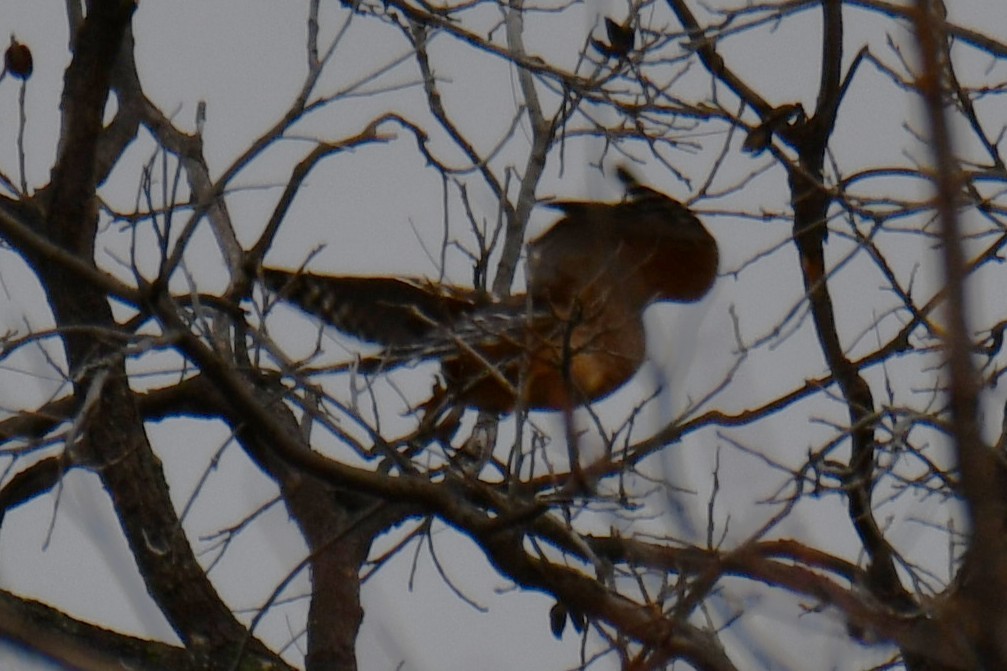 Red-shouldered Hawk - ML646578542