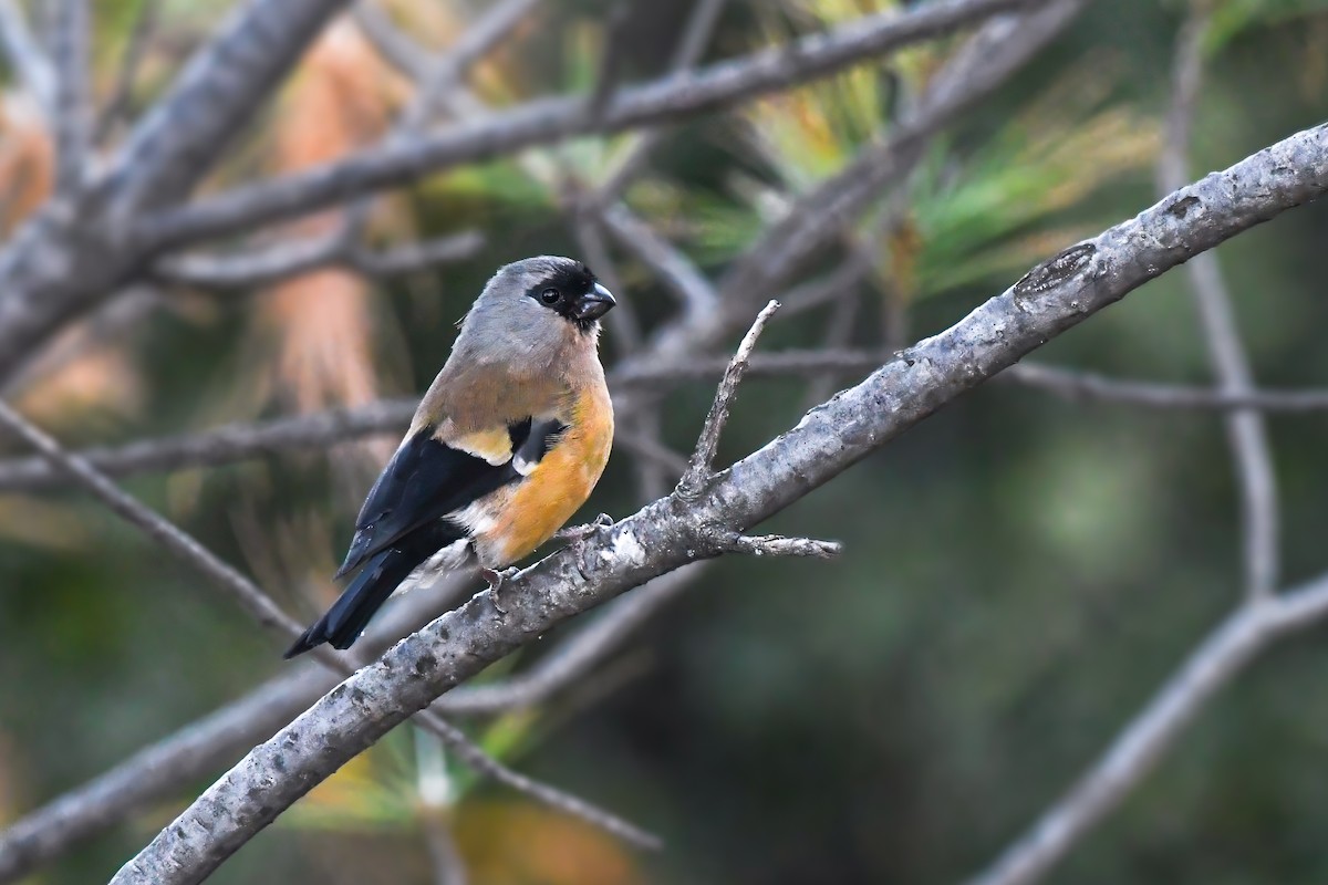 Orange Bullfinch - ML646578543