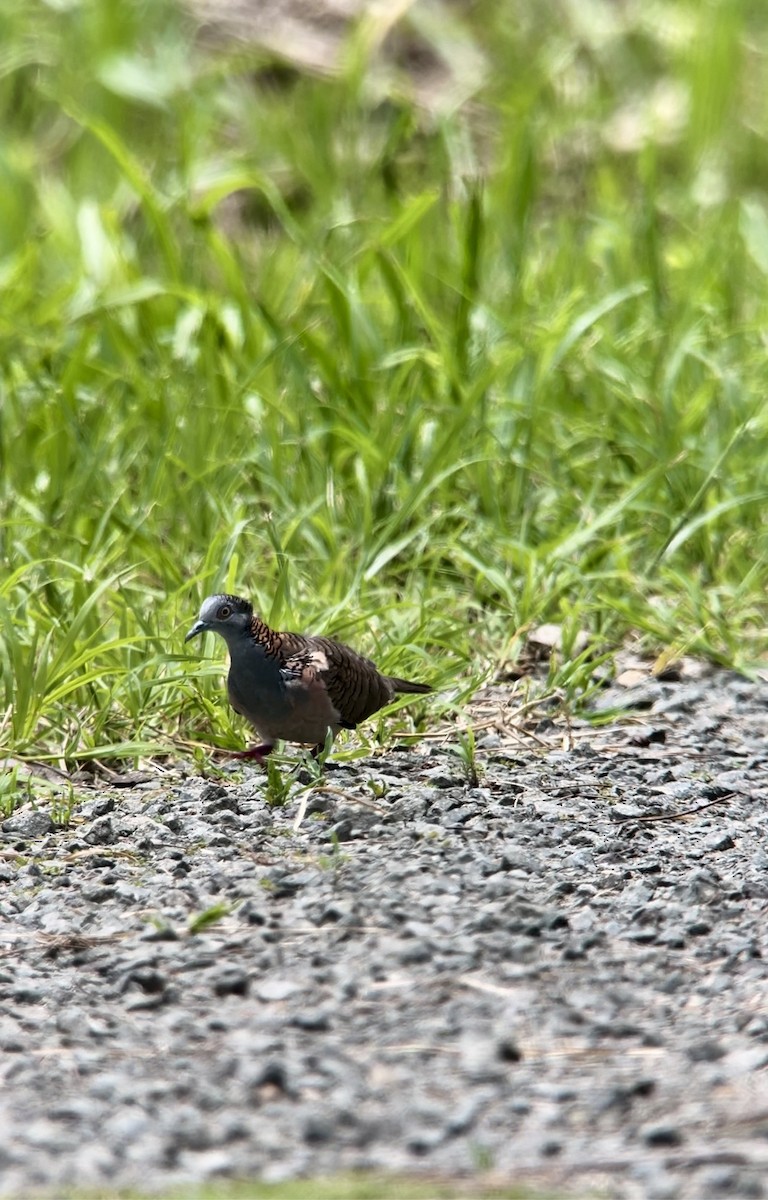 Bar-shouldered Dove - ML646578544