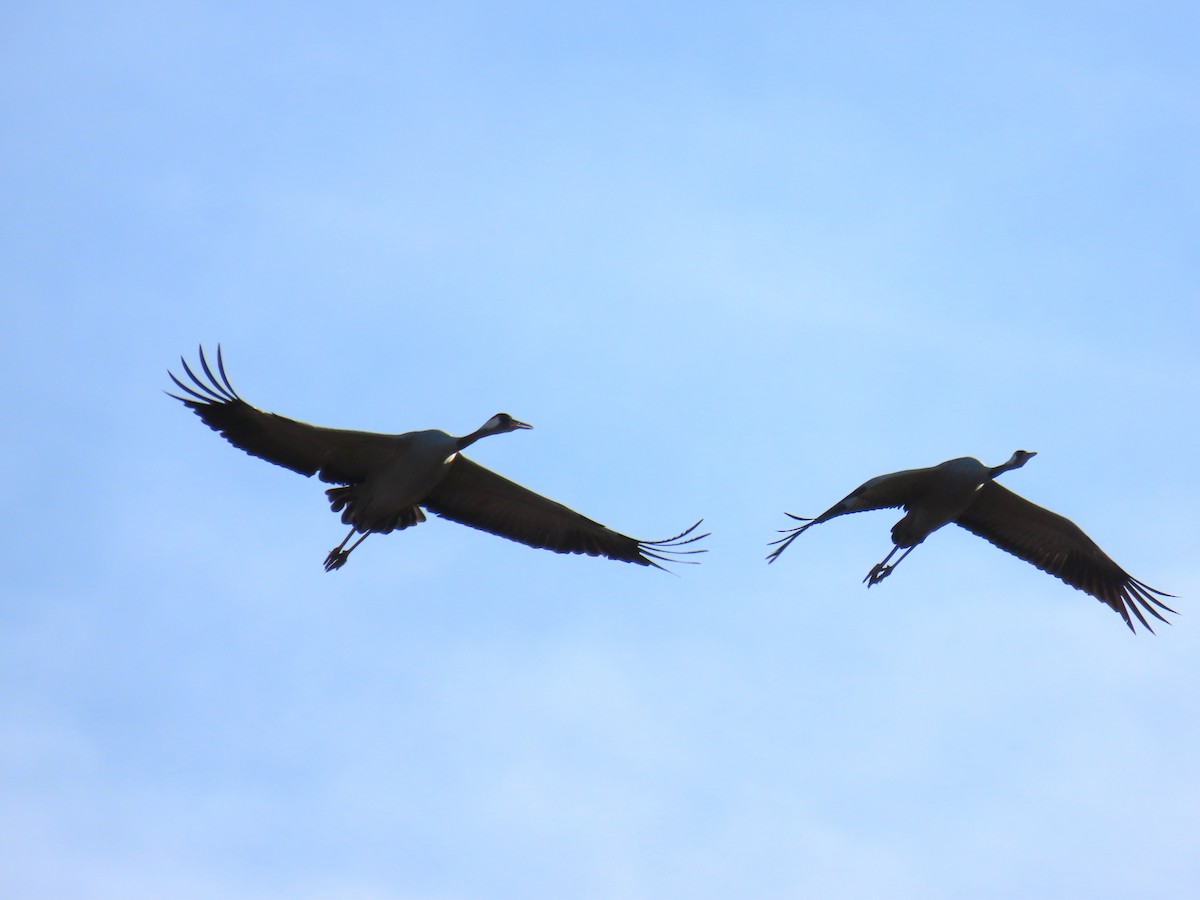 灰鶴 - ML646578545