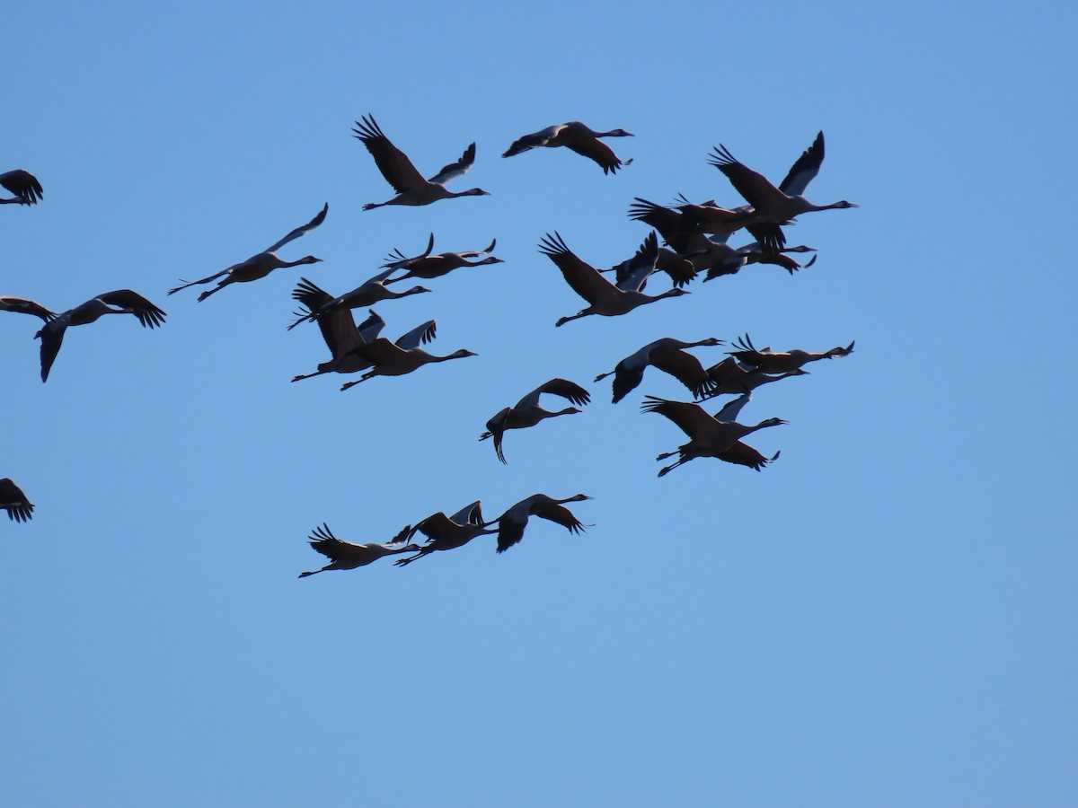 灰鶴 - ML646578546