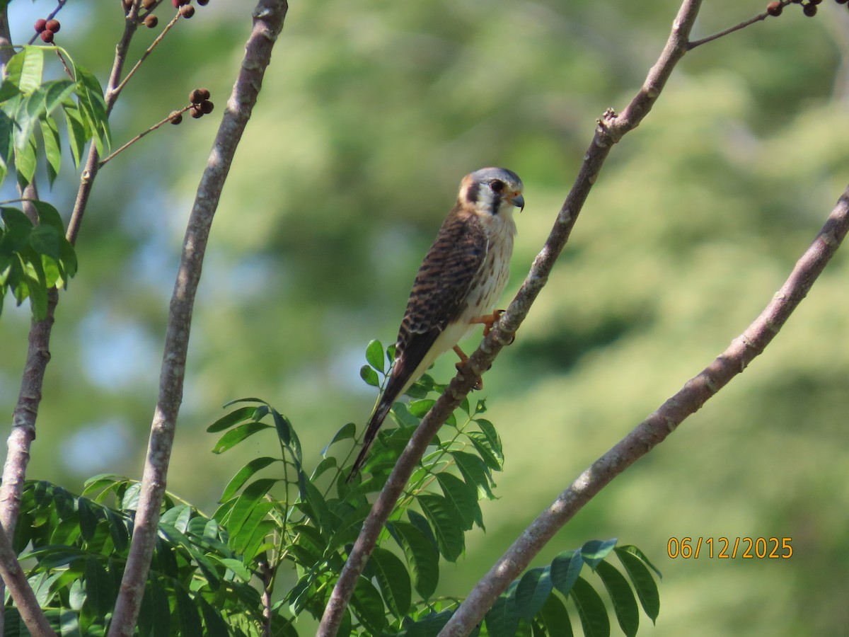 American Kestrel - ML646578547