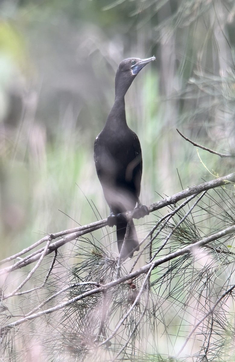Little Black Cormorant - ML646578557