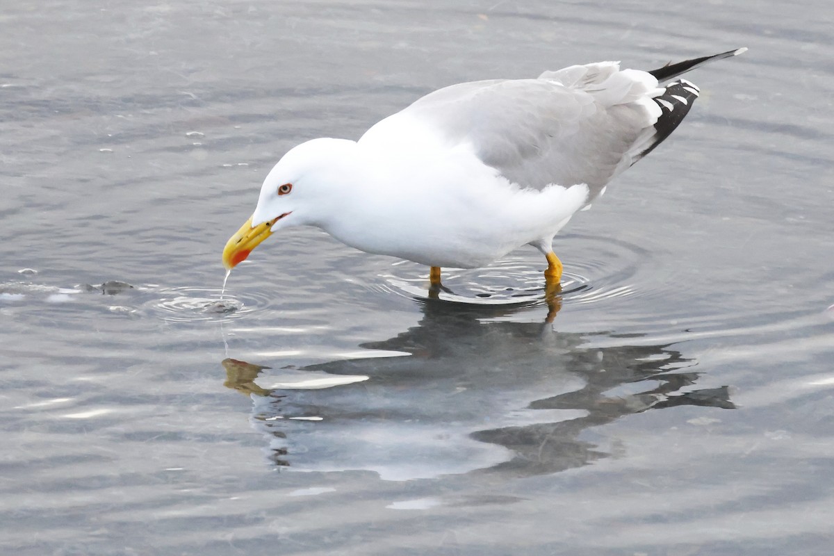 Yellow-legged Gull - ML646578559