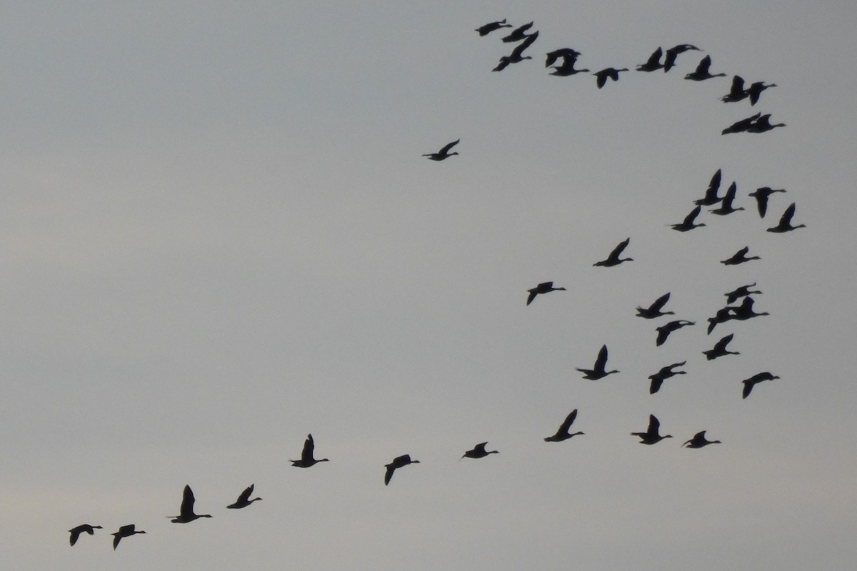 Canada Goose - ML646578560