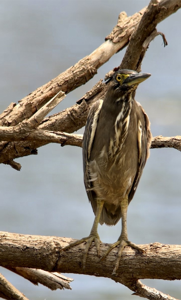 綠簑鷺 - ML646578561