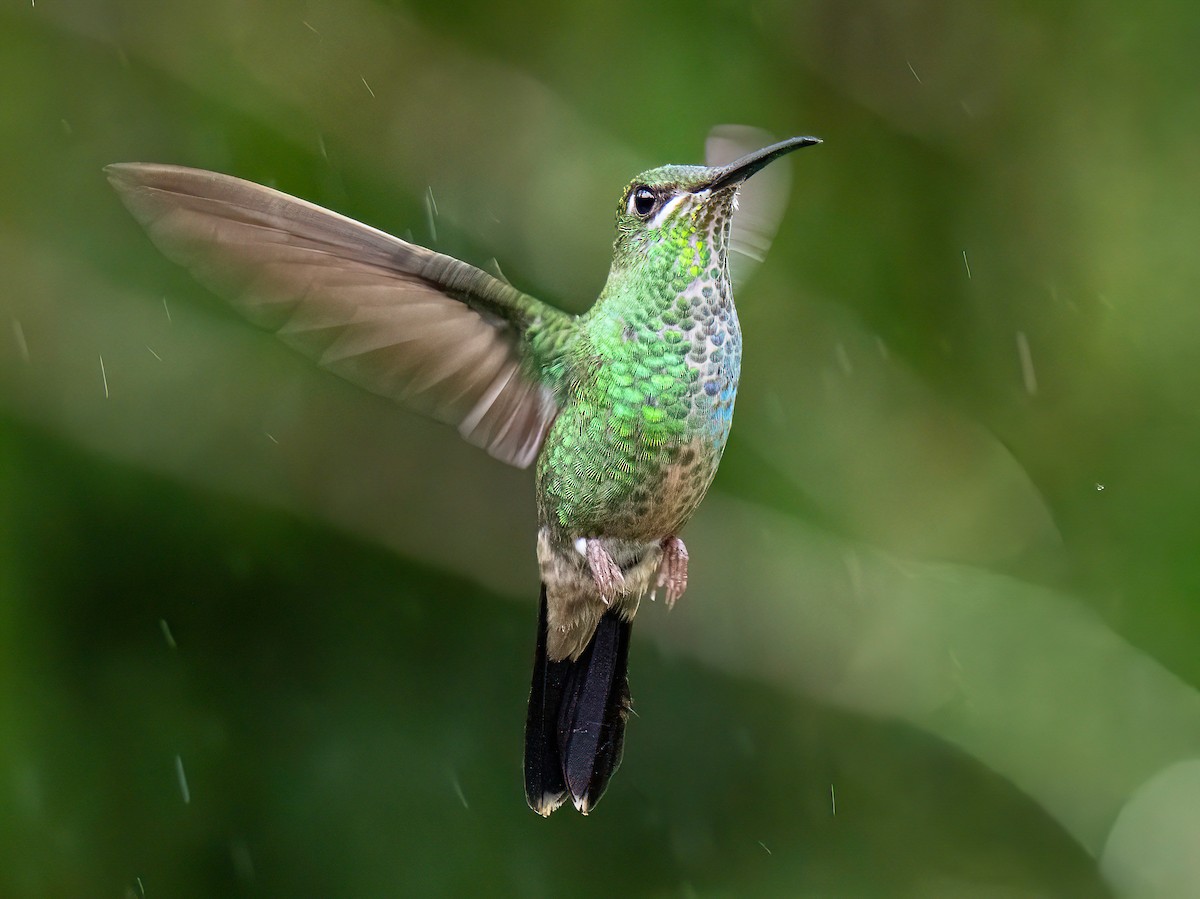 Violet-fronted Brilliant - ML646578563