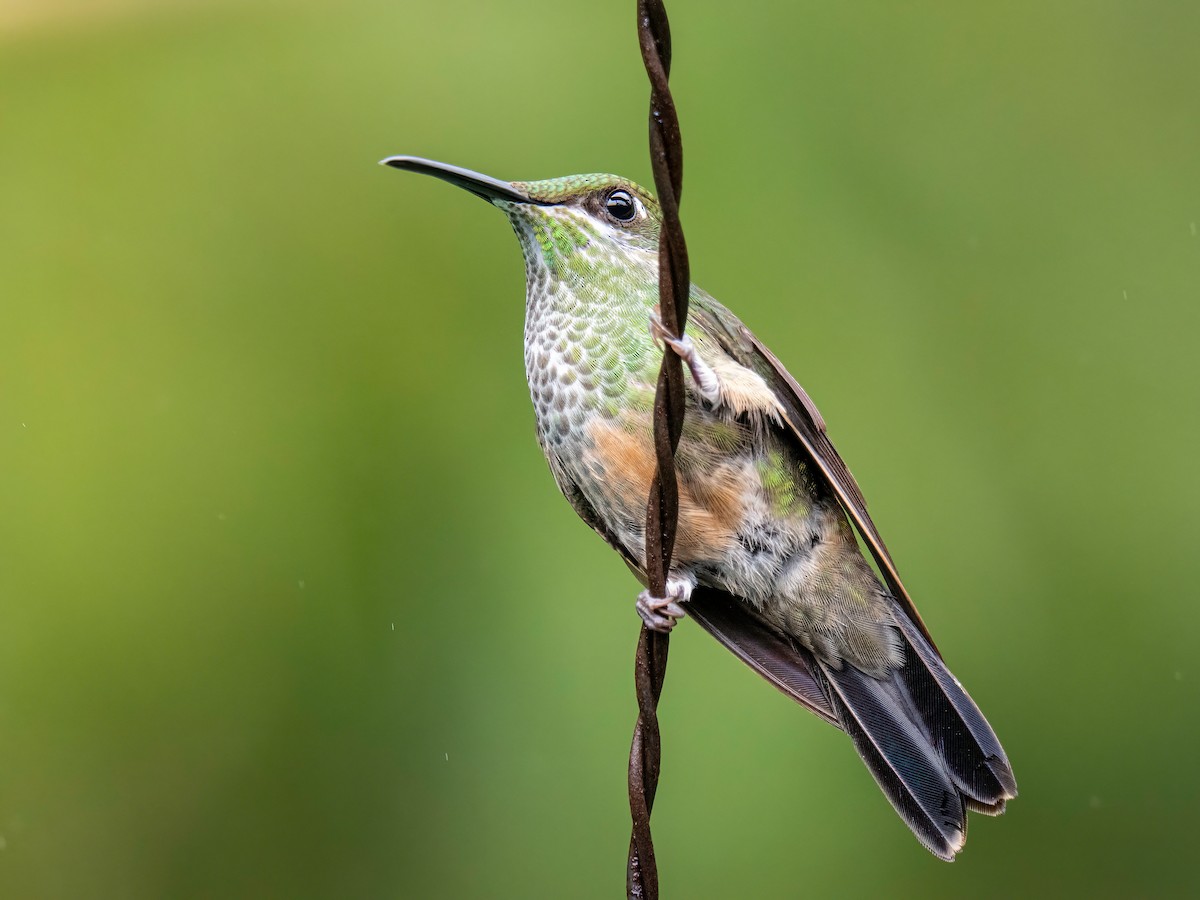 Violet-fronted Brilliant - ML646578564