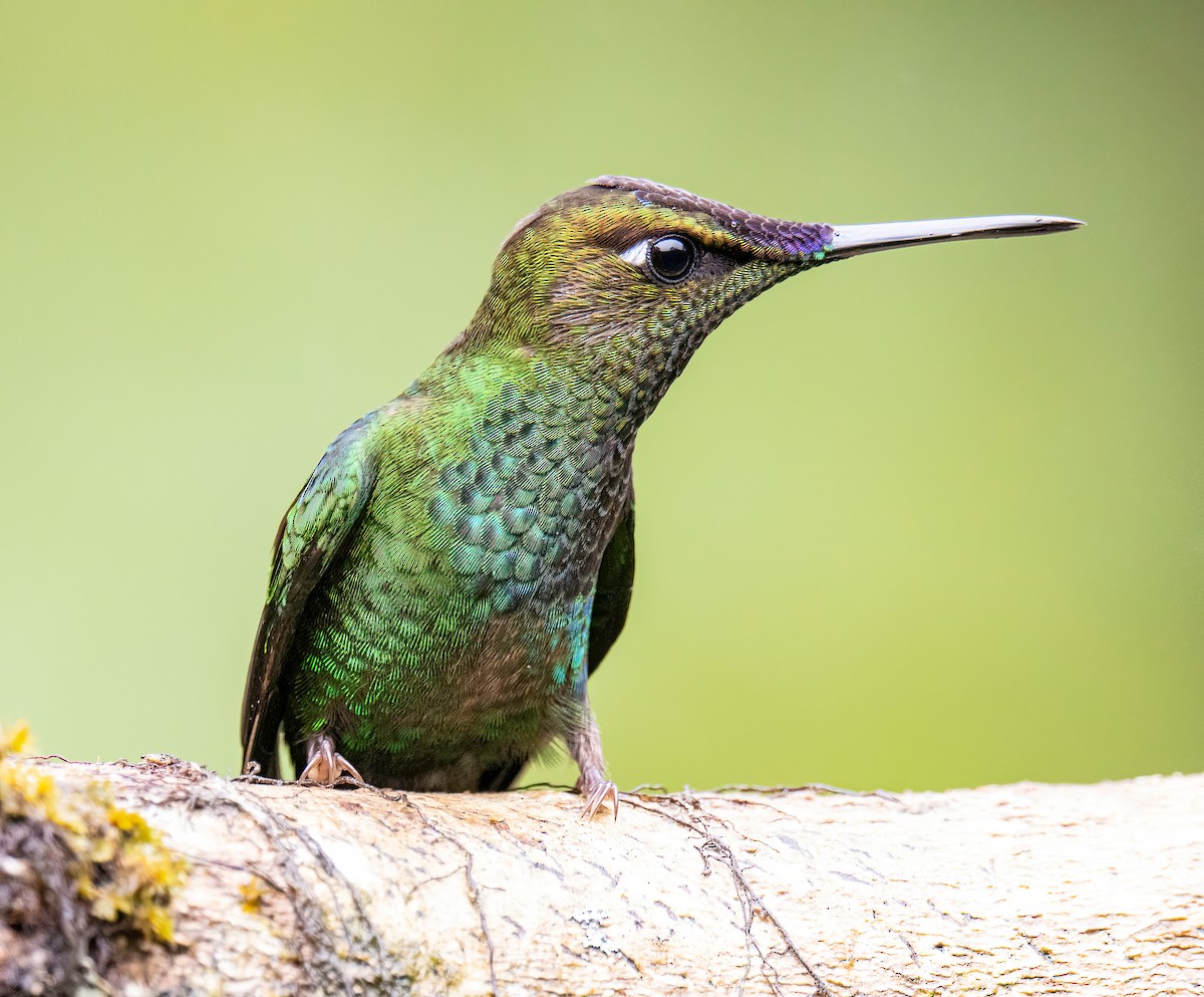 Violet-fronted Brilliant - ML646578565