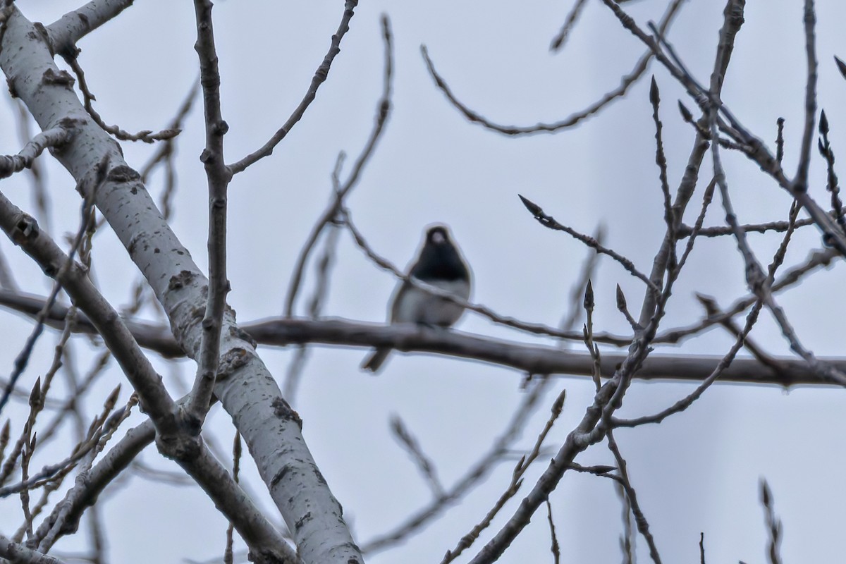 Dark-eyed Junco - ML646578567