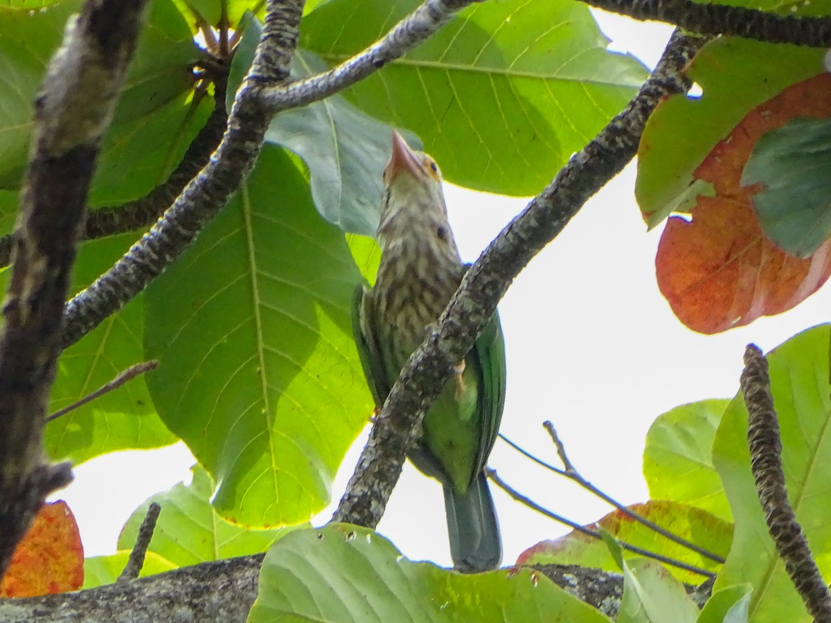 Lineated Barbet - ML646578568